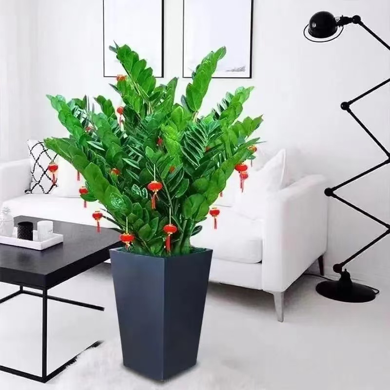 金钱树盆栽植物室内钱串子招财客厅绿植四季常青