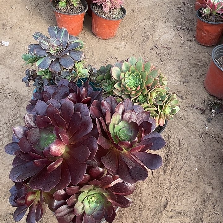 170多肉植物组合，
