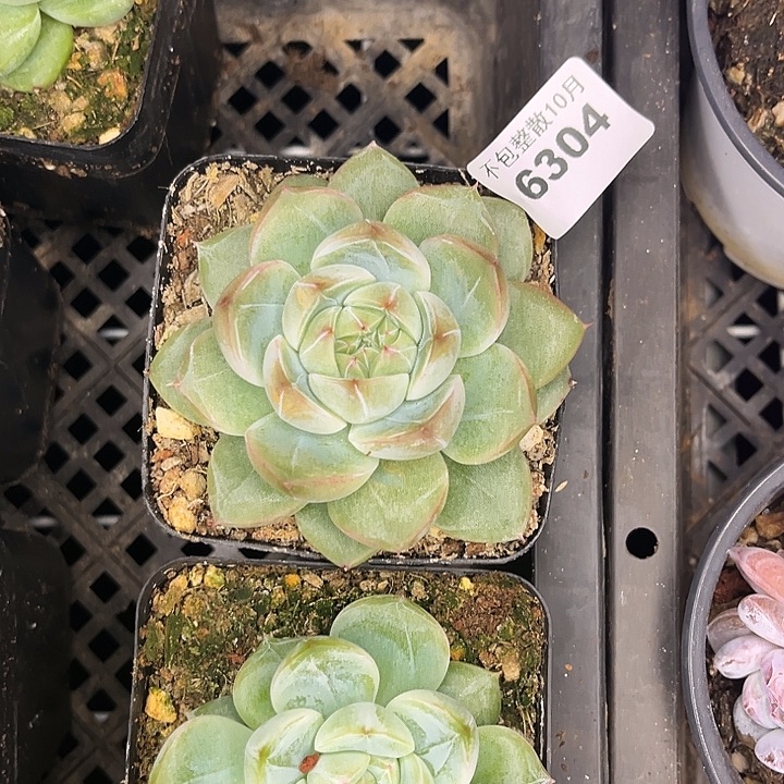 阿雅园艺。       6304雪花珍妮