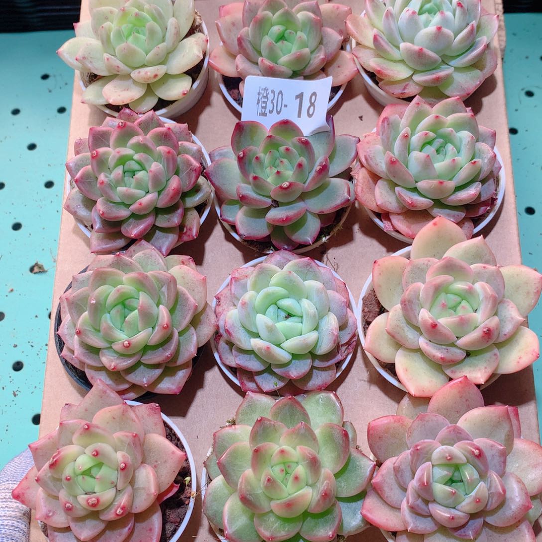 30-18一物一拍多肉带盆18颗