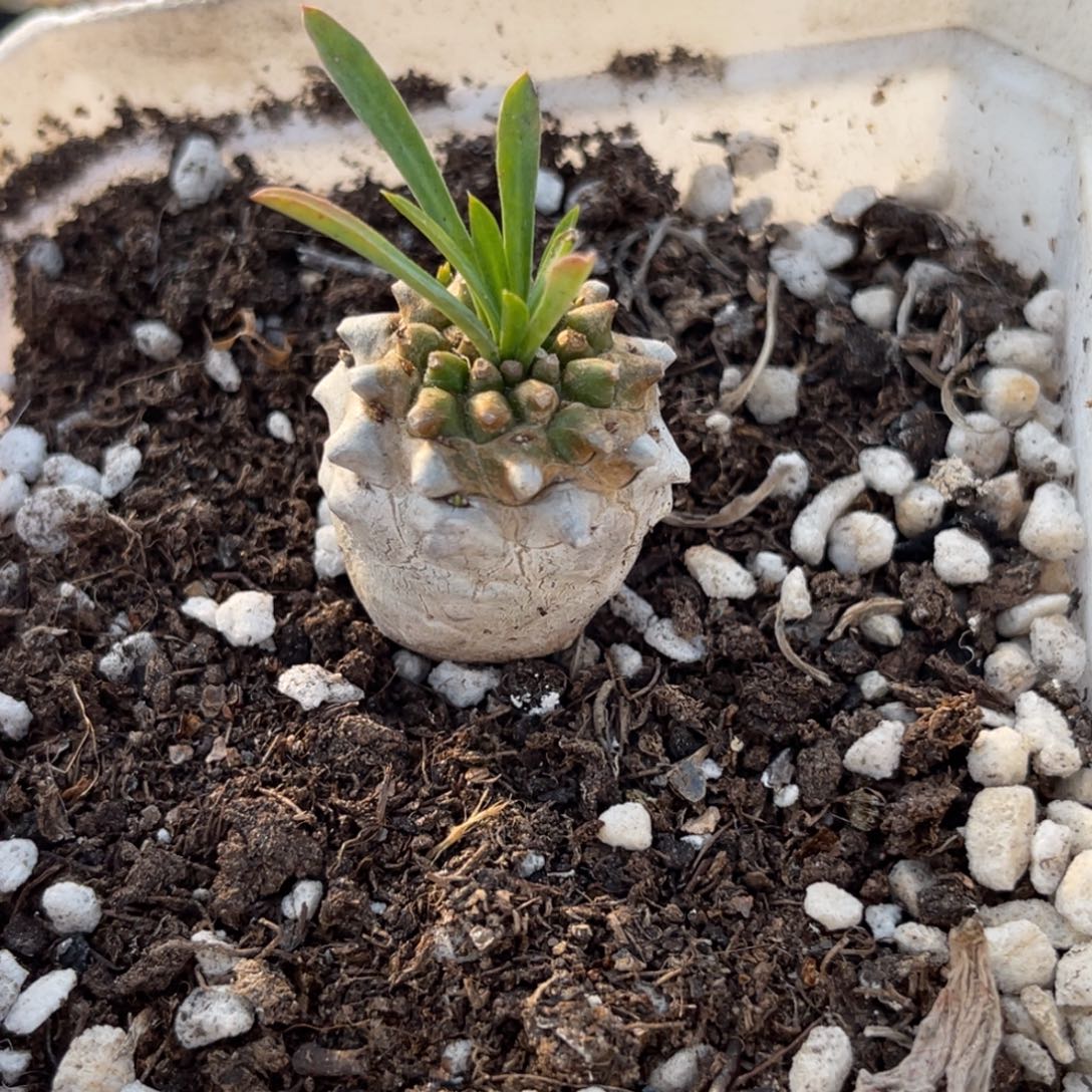 多肉植物一物一拍16