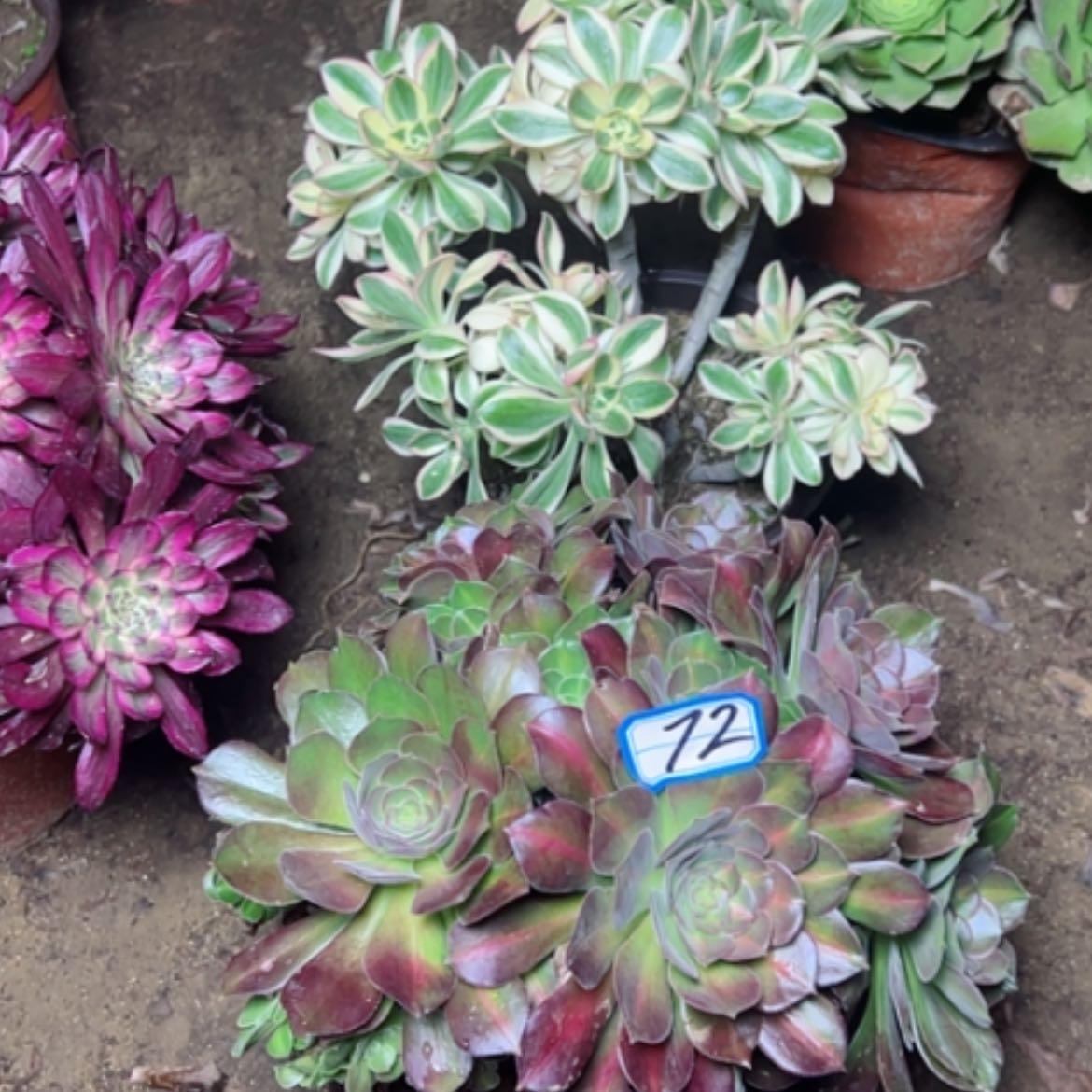 【闪购商品】多肉植物砍过72