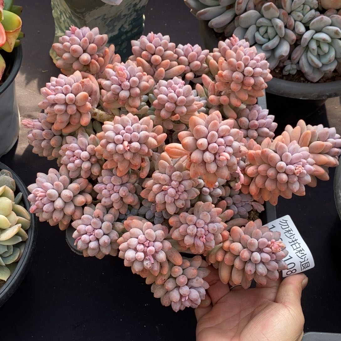 两单包邮1202-108婴儿手指