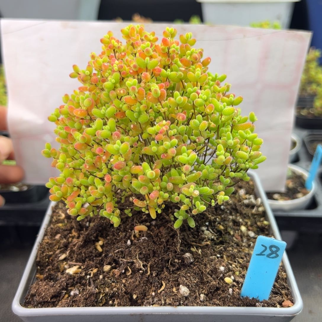 蜜橘糖球宝塔款28号