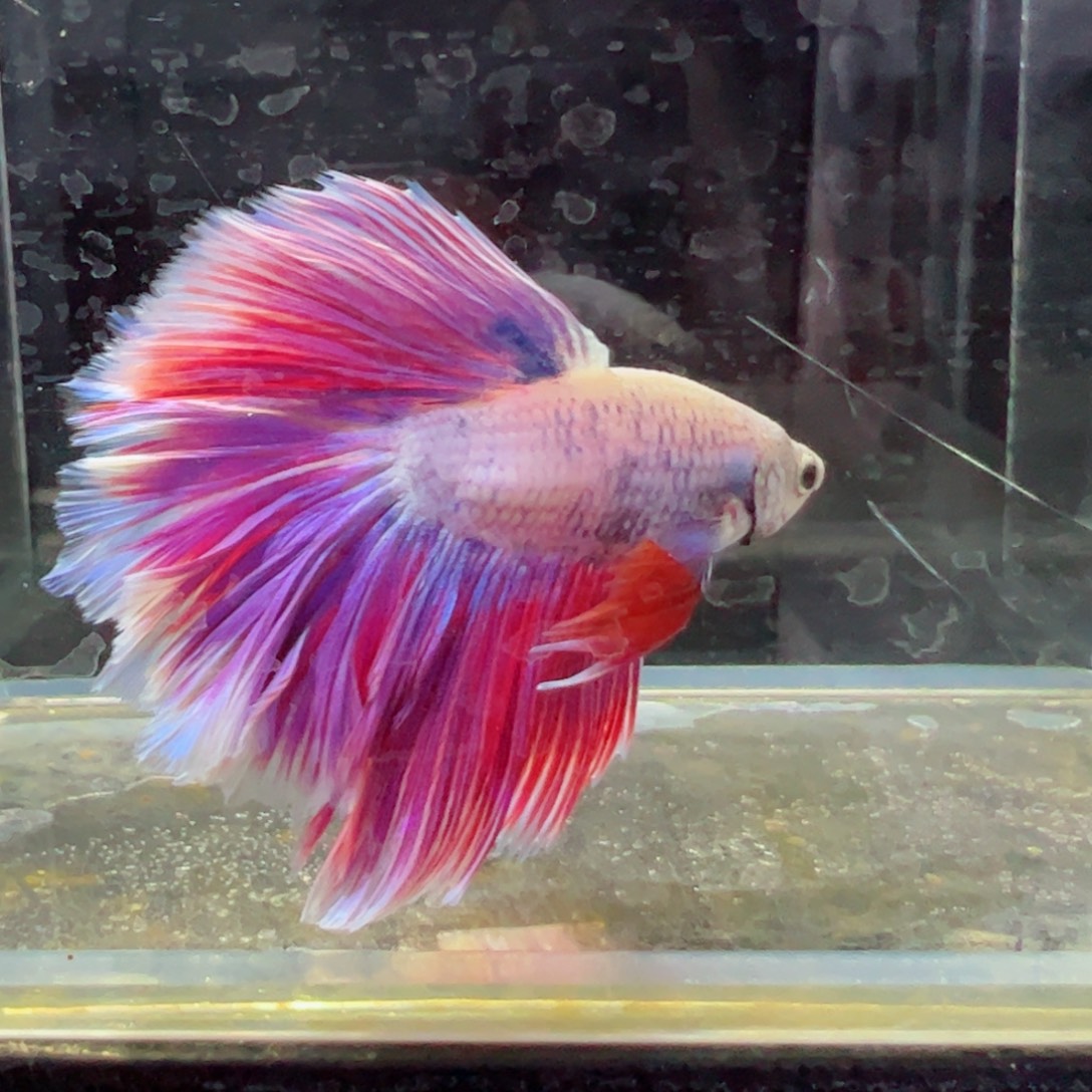 斗鱼浅色特殊尾hhhh