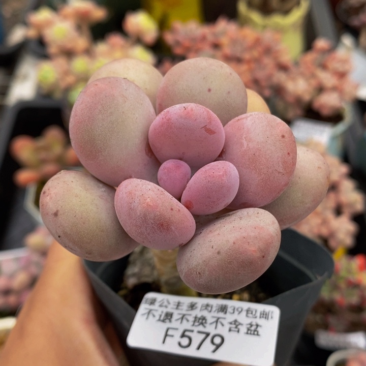 蛋黄奶老桩单头579多肉植物