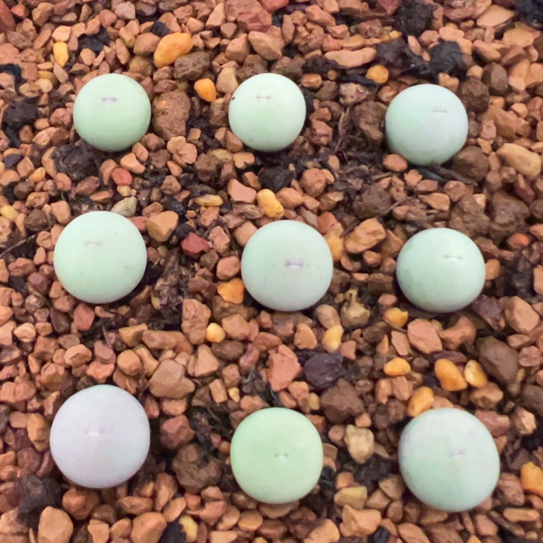 9克一组434V嘴宝宝 肉锥植物