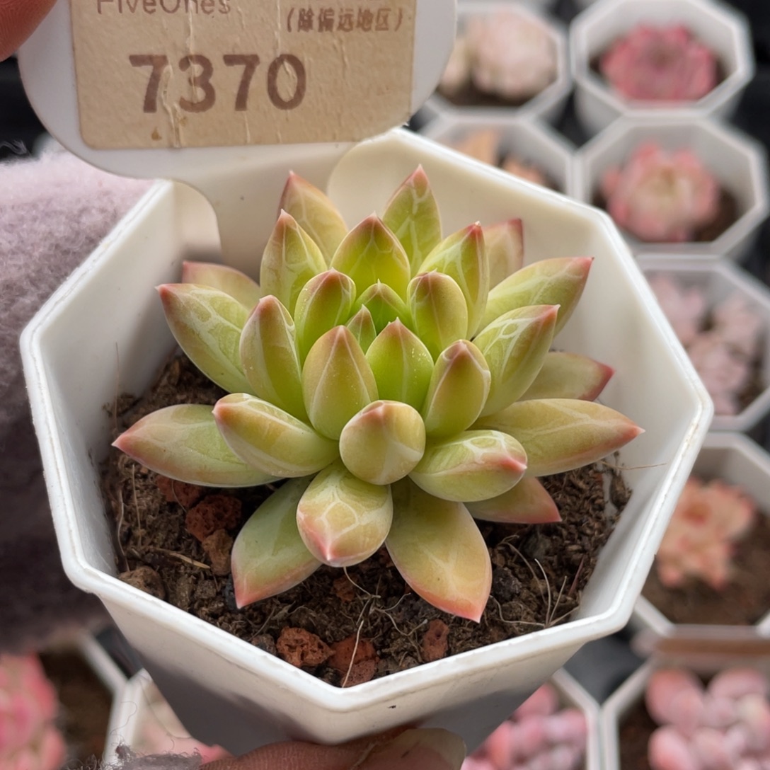 甲骨文7370-5.5厘米