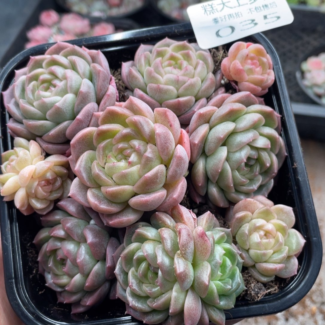 糕大上多肉植物35