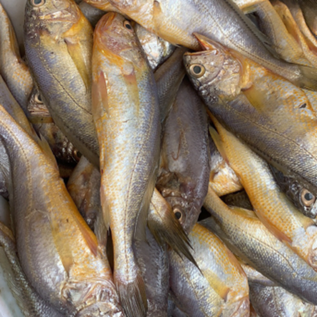 连云港野生小黄花鱼4斤