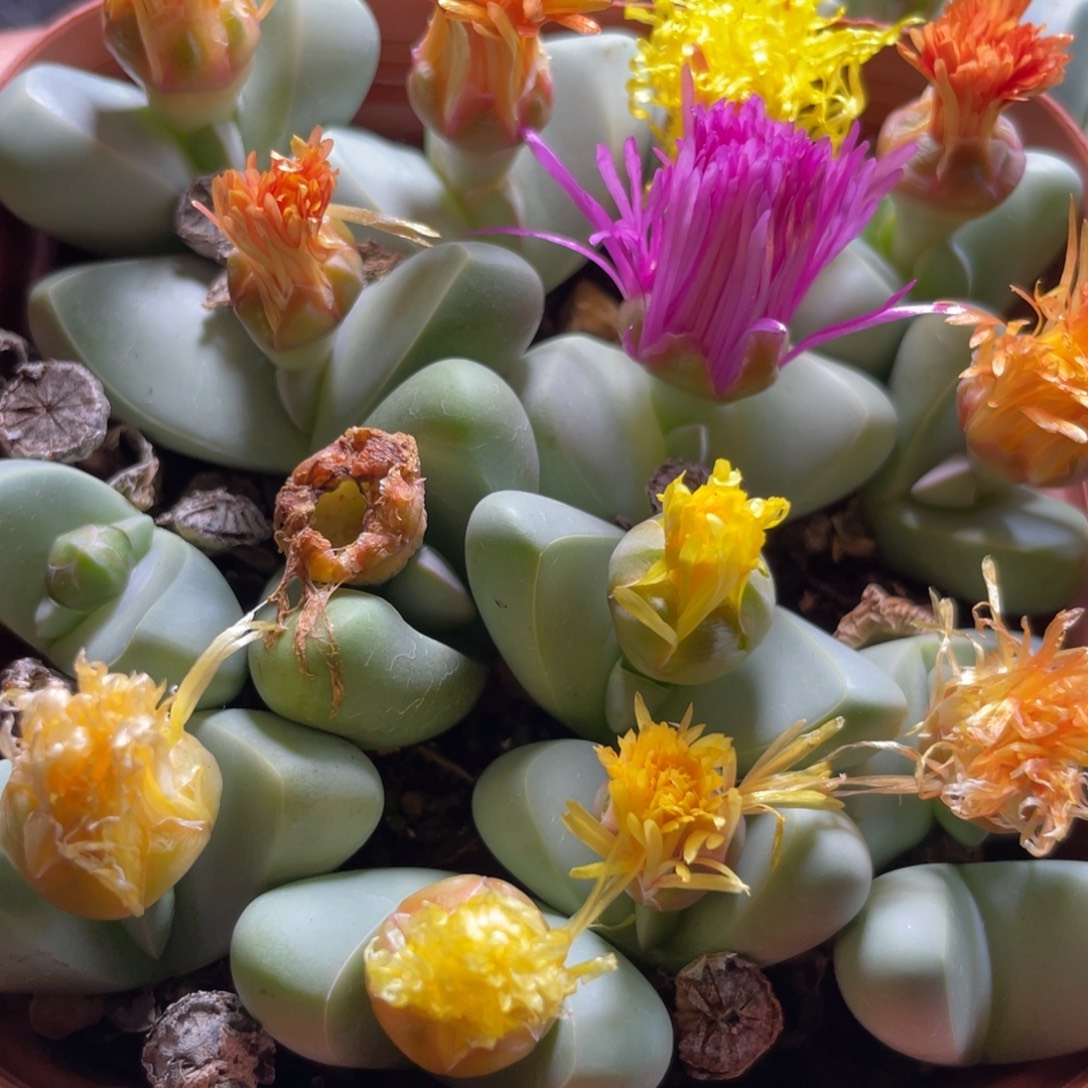 大盆特价一物一拍～7