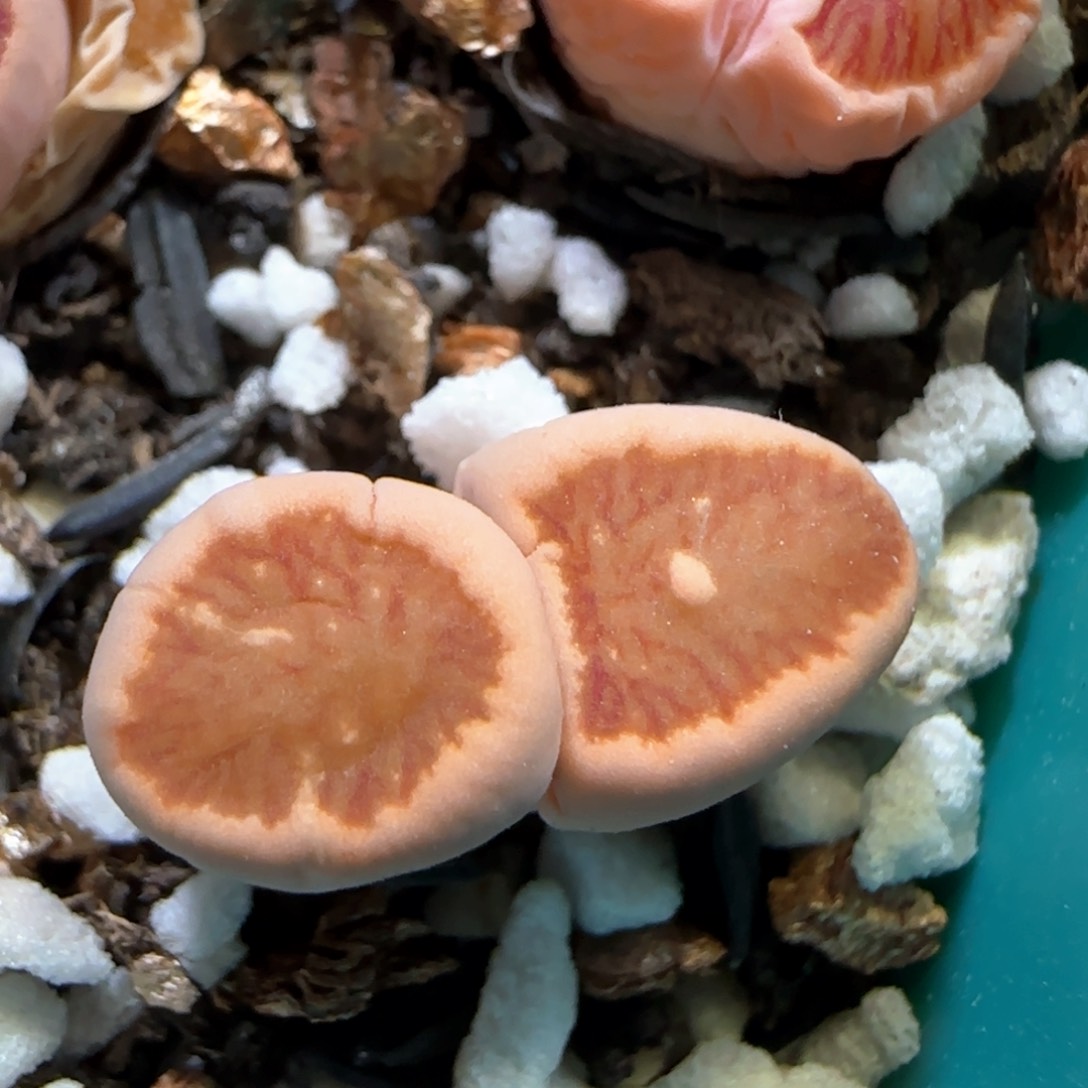 3。23。7003。  鱼。 菊。