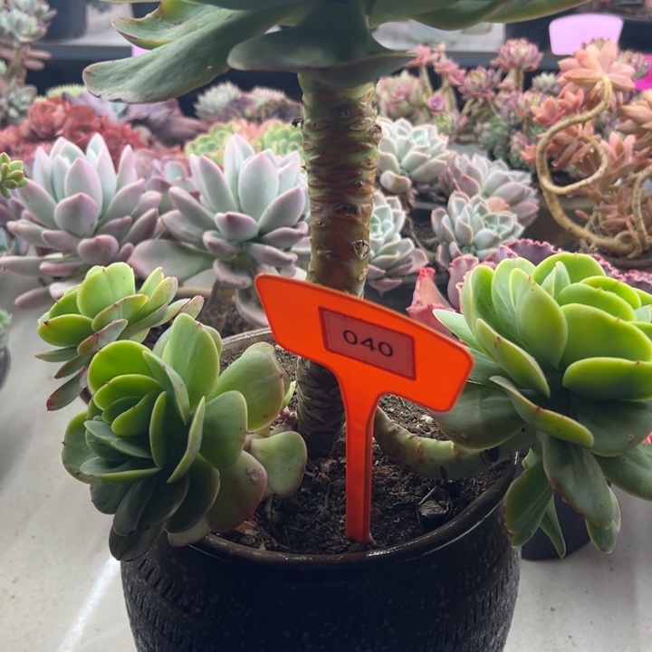 日****碧桃多肉植物040