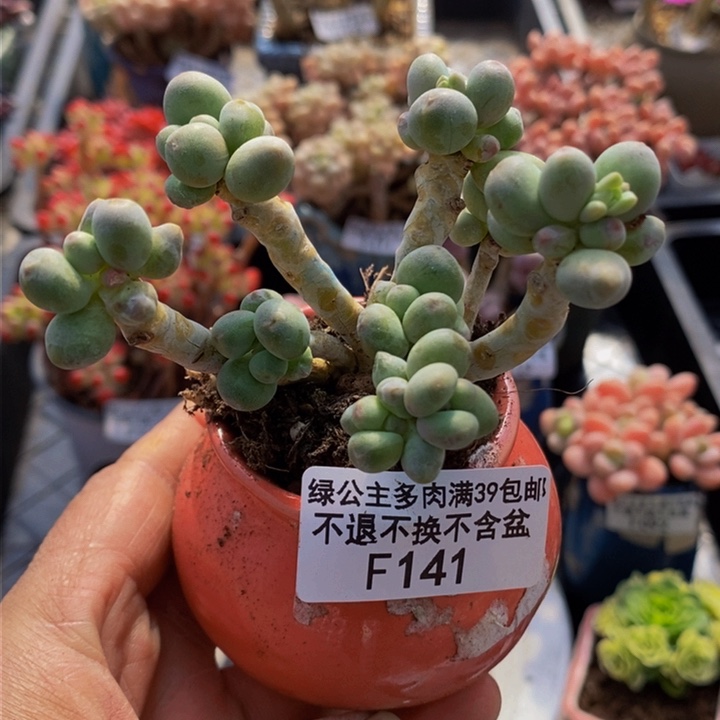 一代苹果奶7cm141多肉植物