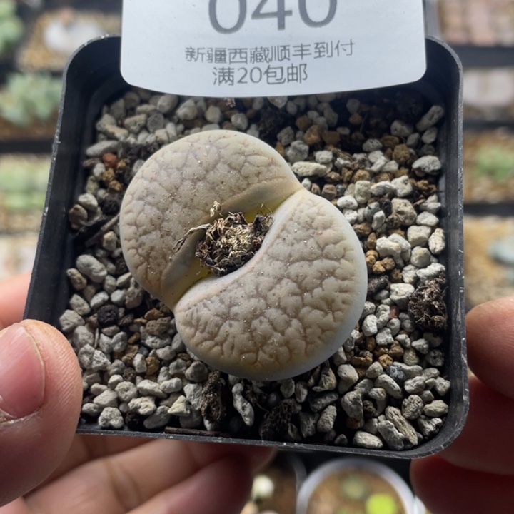 佳人园艺 上福利啦曲玉040