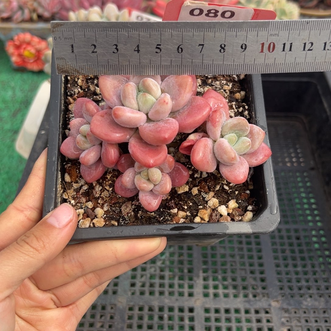 表妹精品多肉植物080.