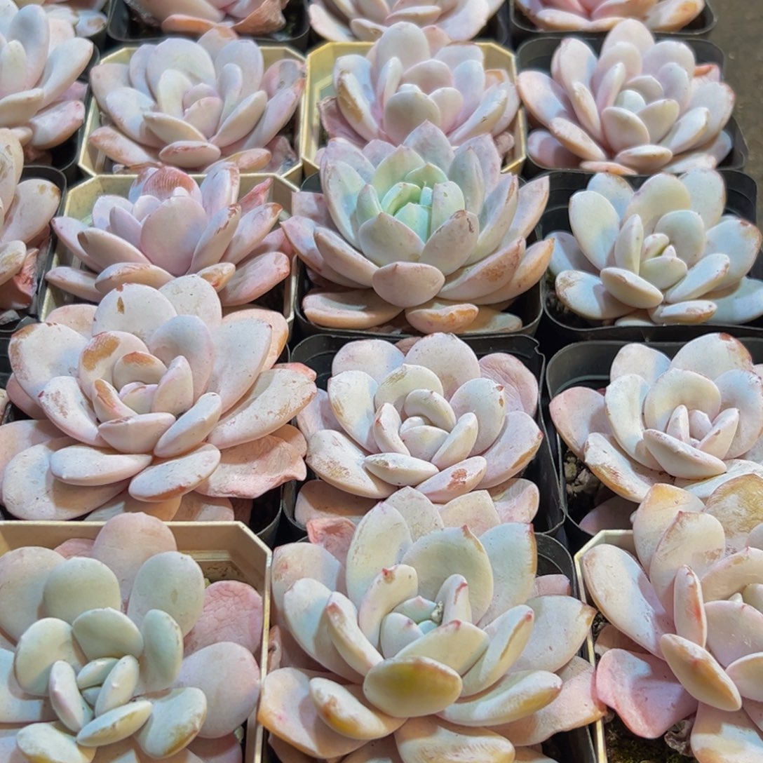 294多肉葡萄领导人的接见