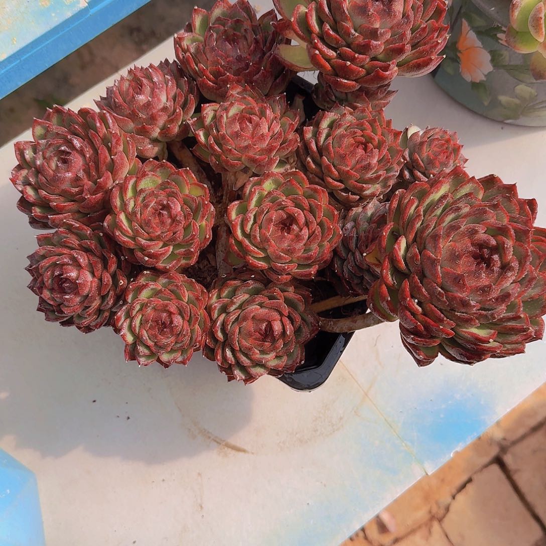 2821杂交多肉植物