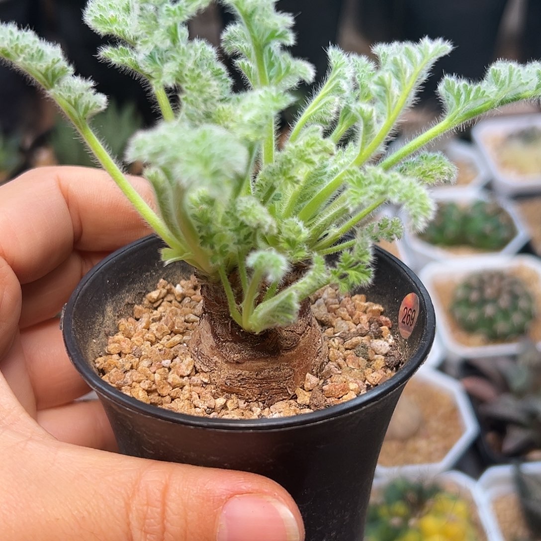 羽叶洋葵母本一颗