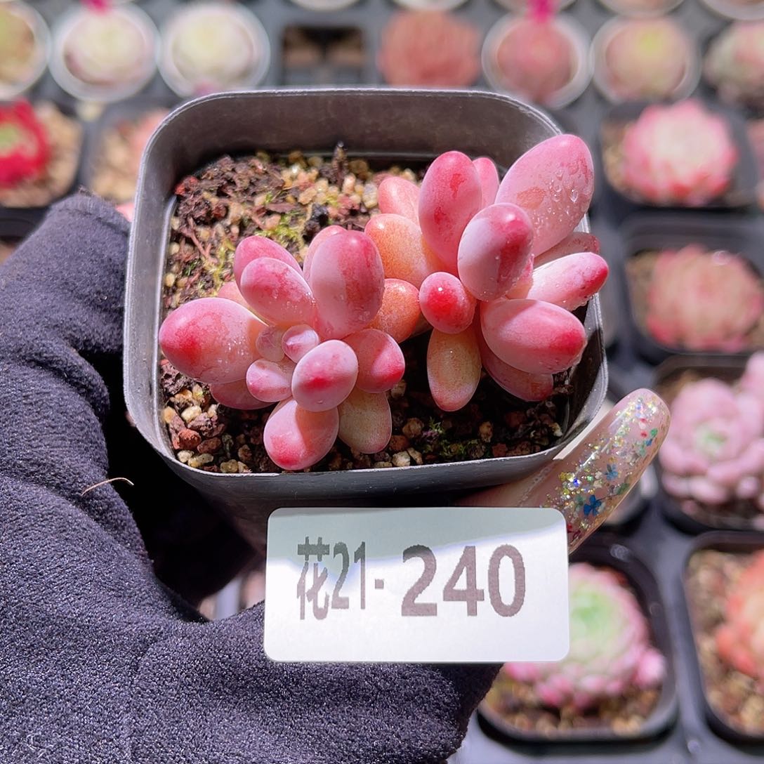 花利美21-240苹果奶