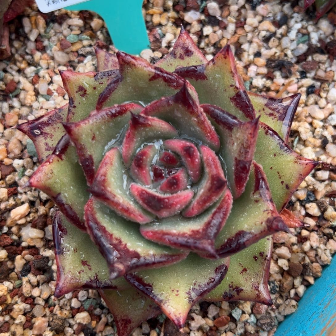 从前慢多肉精选编号0310.124