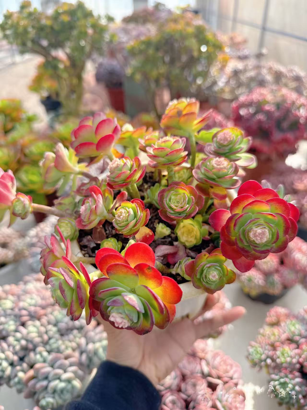 【薄化妆多肉多肉植物】带盆发货   室内养殖阳台盆栽植物