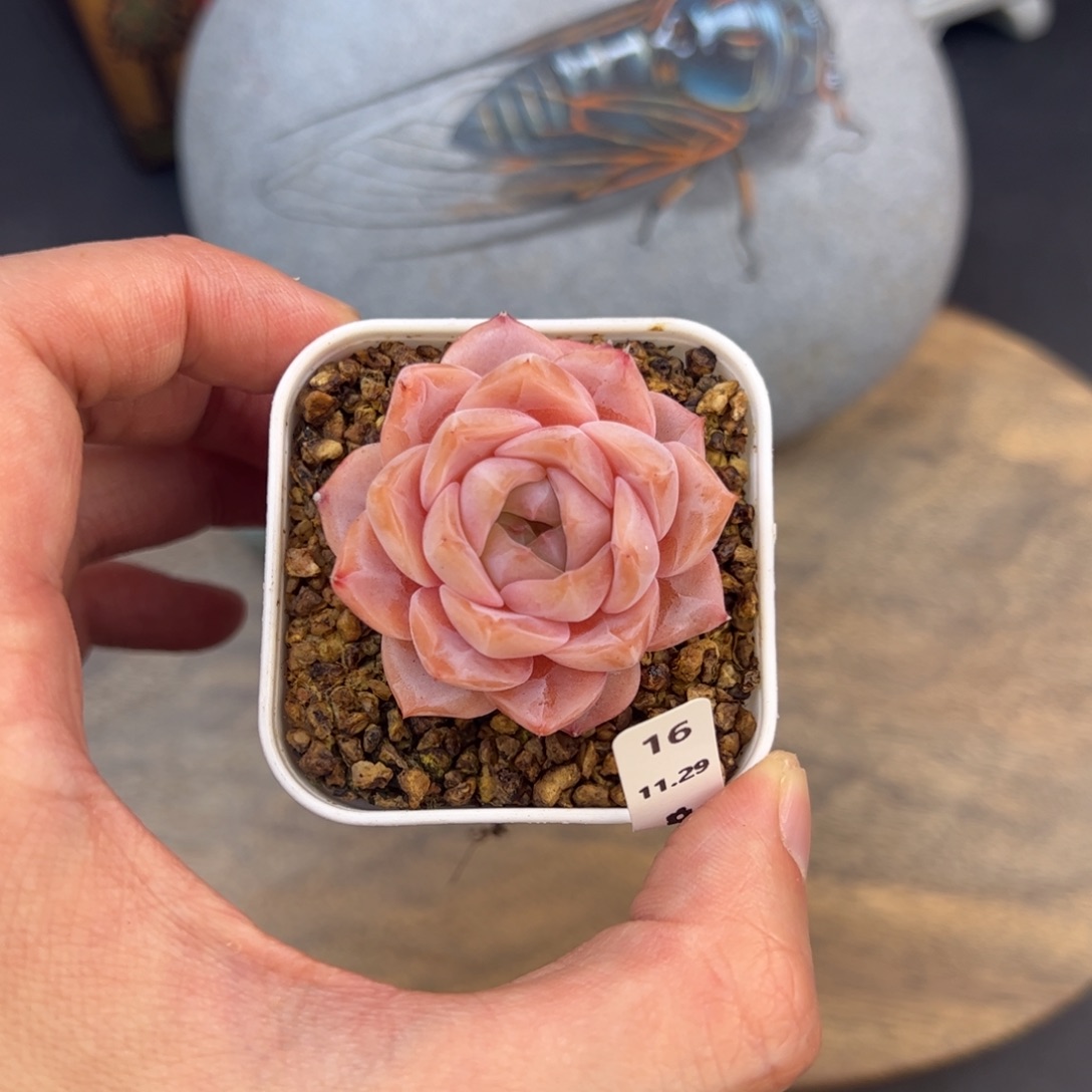 好好看16、哈哈哈哈哈