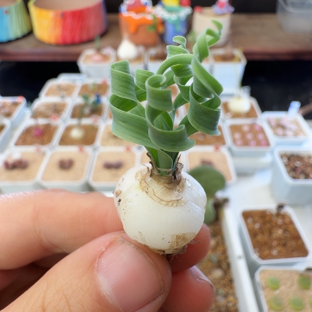 妙****多肉植物福利贵妃弹簧草318