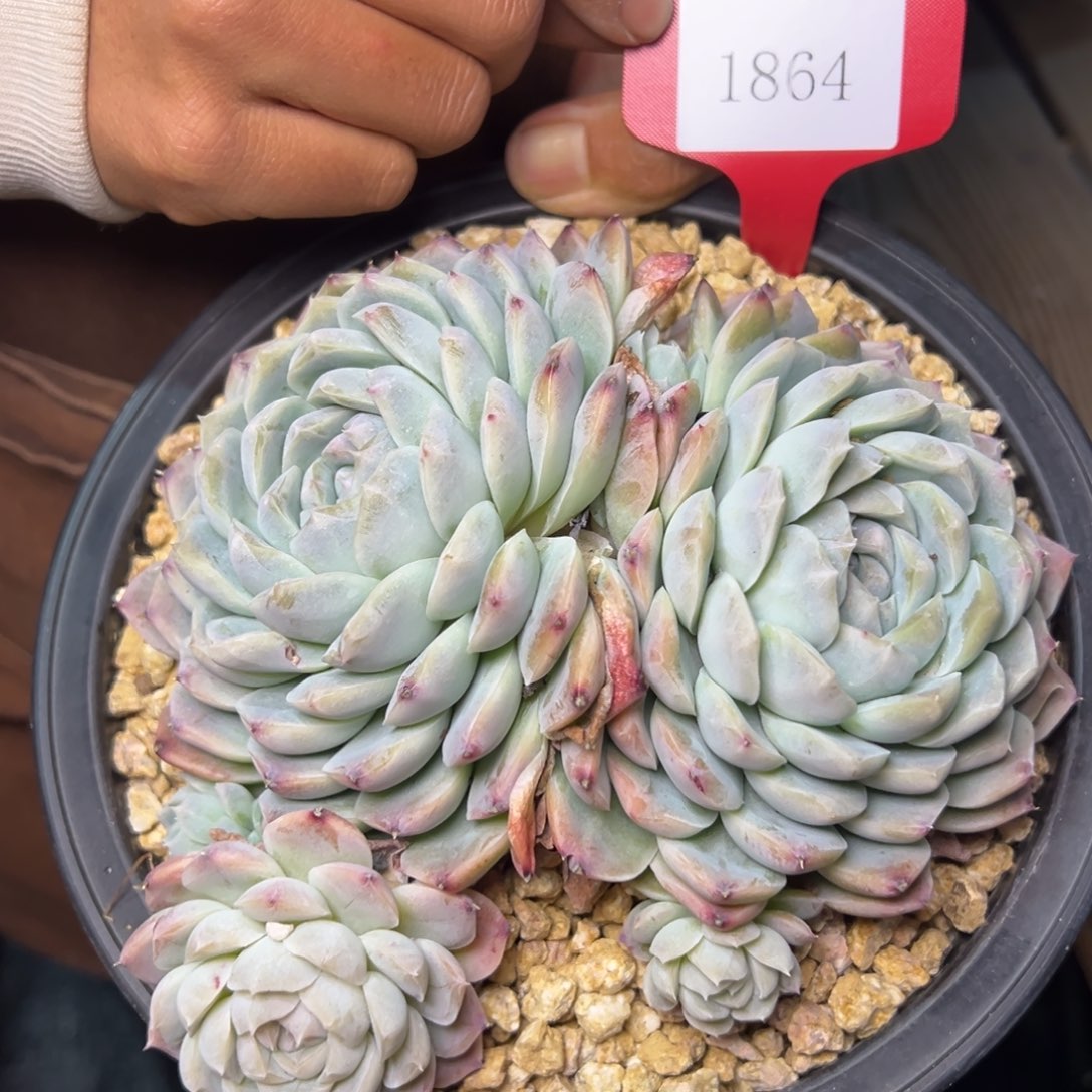 ?**?1864肉多哦哟多么多哦哟