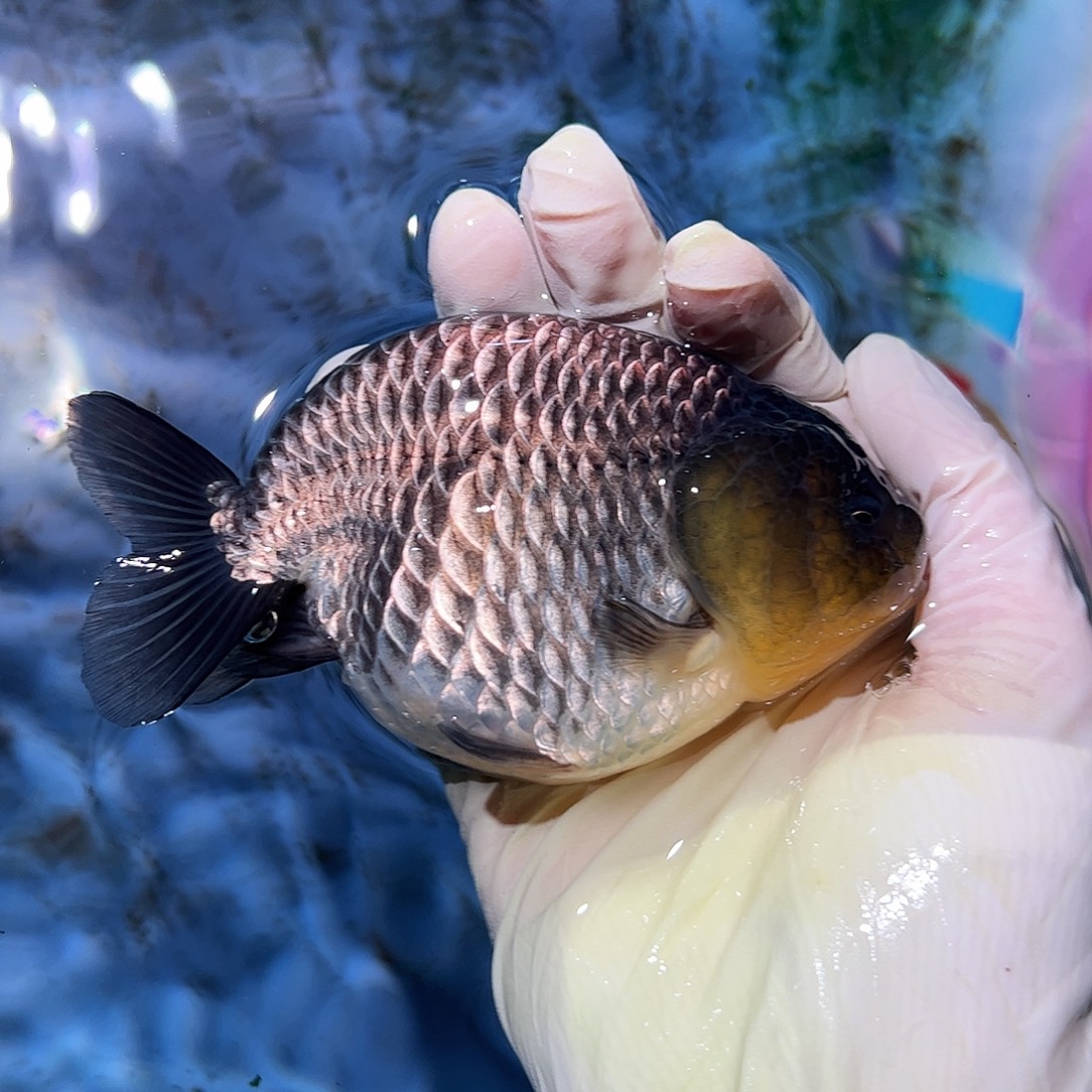 海水鱼买够三条顺丰包邮陆运
