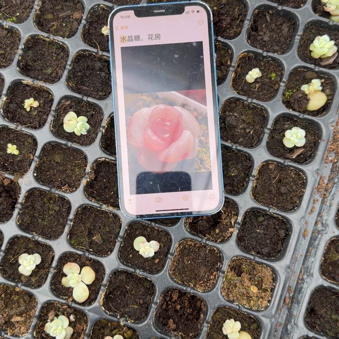 水晶糖 穴一个满25包邮