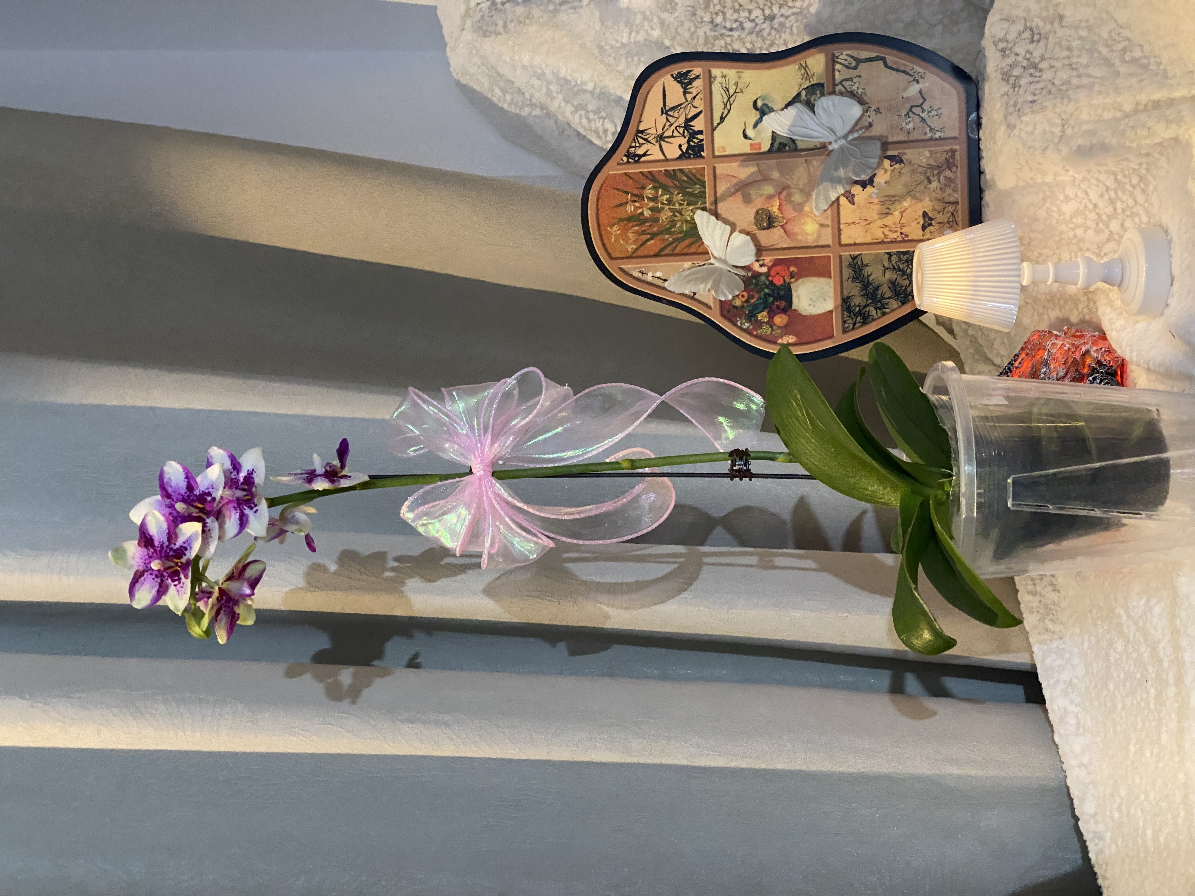 高品质蝴蝶兰带花带花苞室内花卉盆栽耐养易活花期长紫水晶