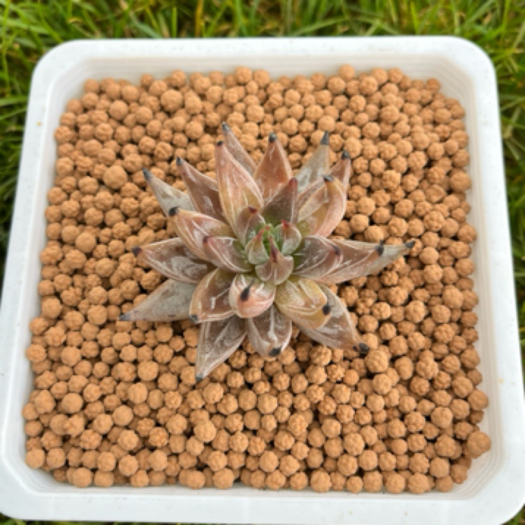 魔爪多肉植物室内办公室桌面盆栽好养萌肉净化空气