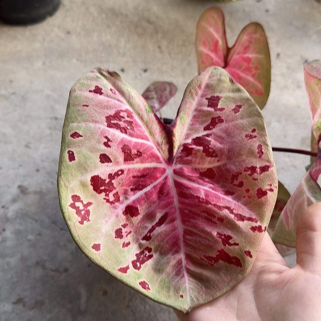 完全开放D015新品种子