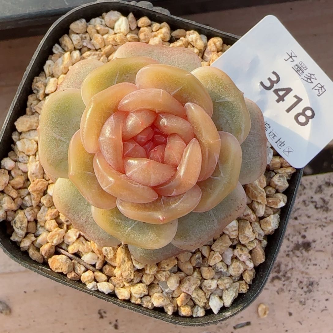 糖璃，3418多肉植物