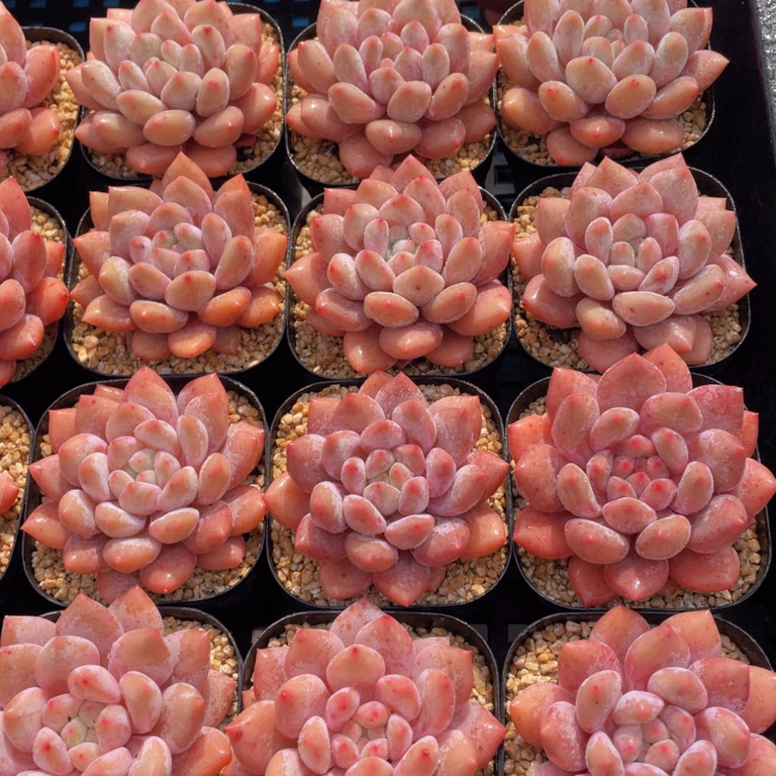 量拍 13号 全状态冰透半夏单头一个