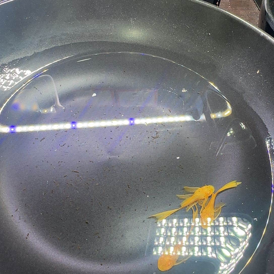 孔雀鱼黄金大帆三条