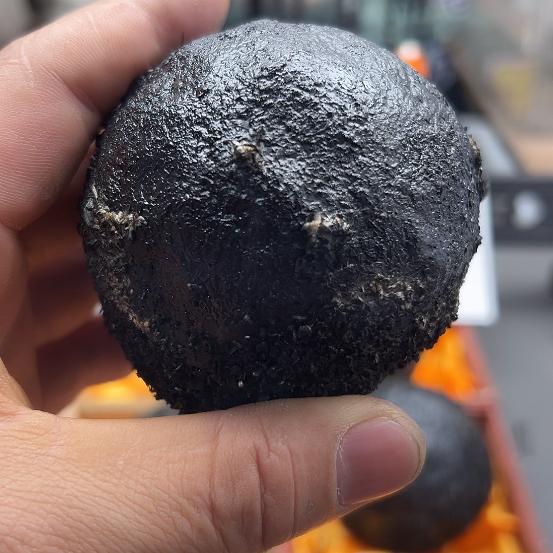 《***》菩提根/象牙果吊坠