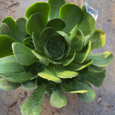 加州香炉多肉植物2048