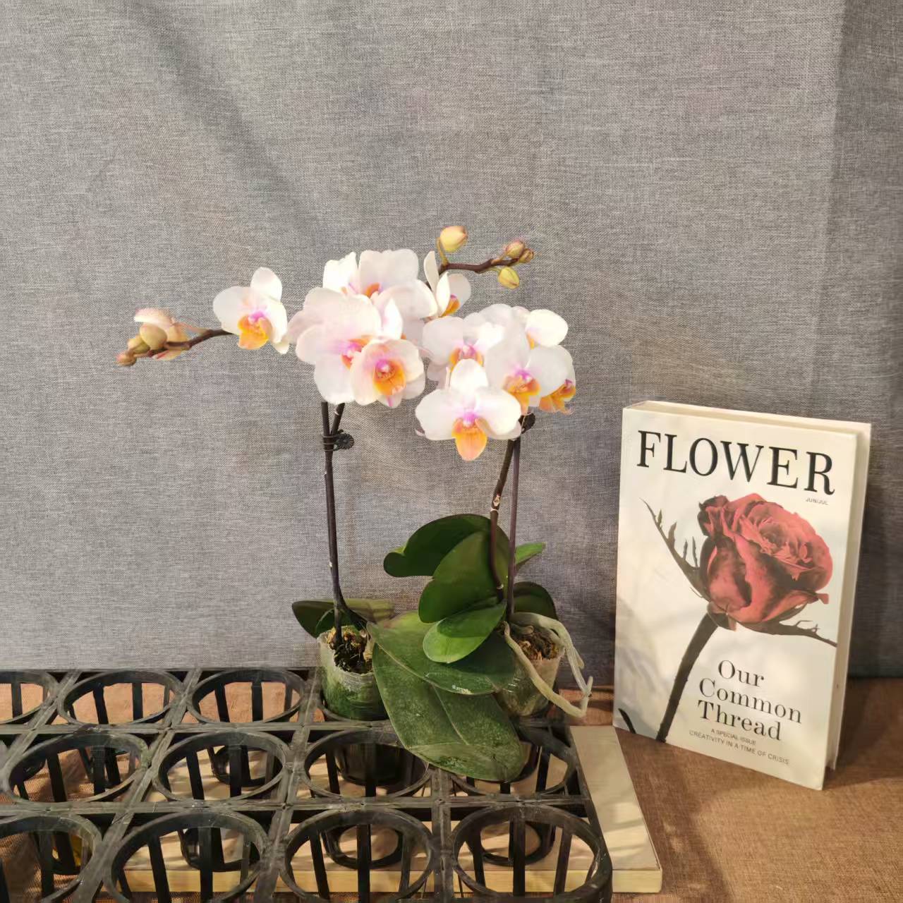 鲜花【豆蔻年华】蝴蝶兰室内种植观赏送礼带花发货