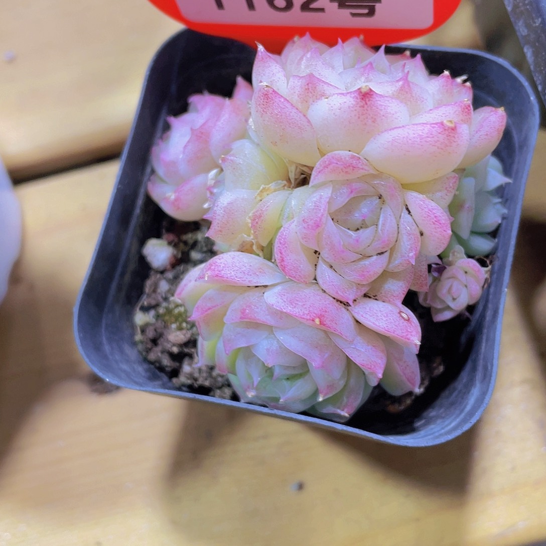 1162号 潘多拉女王多头群