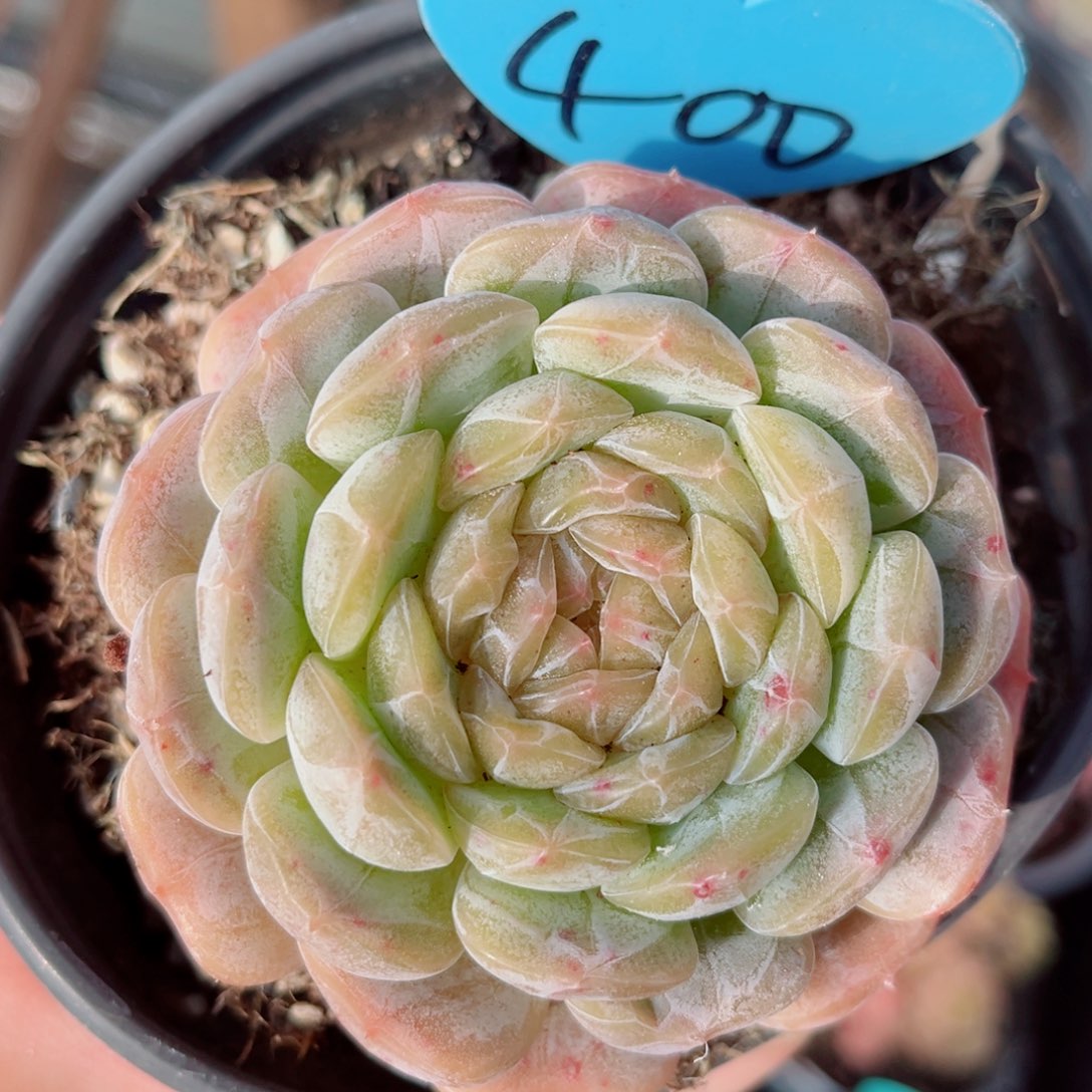 400号小老桩白恋单头