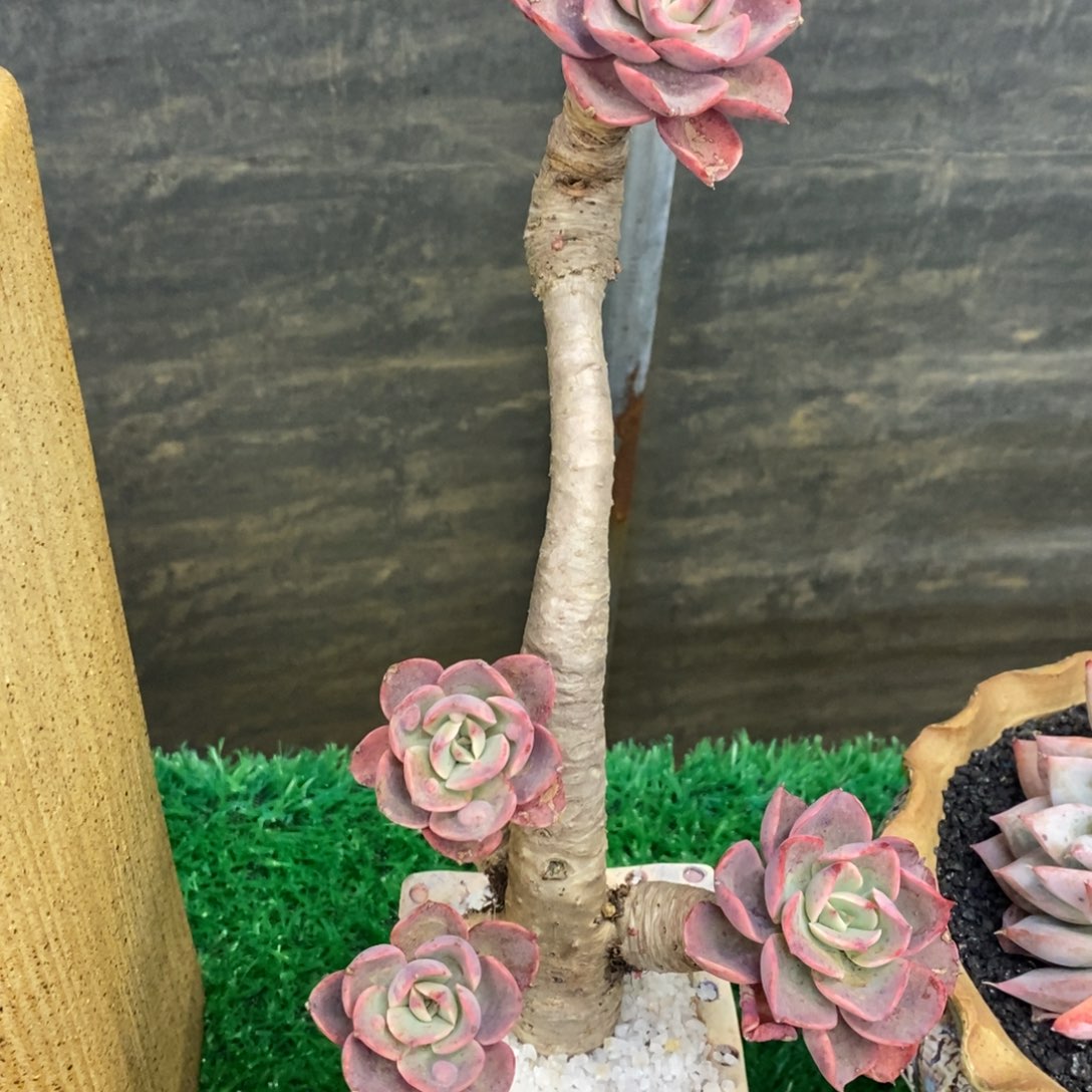 平***糖平凡的糖糖泪无痕带盆多肉