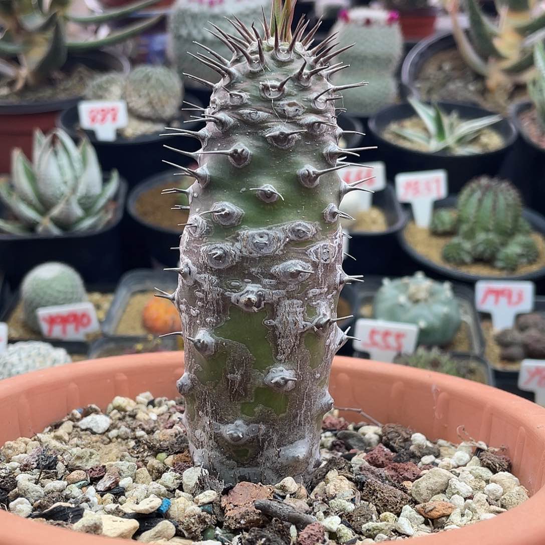 双刺瓶干大戟仙人球多肉