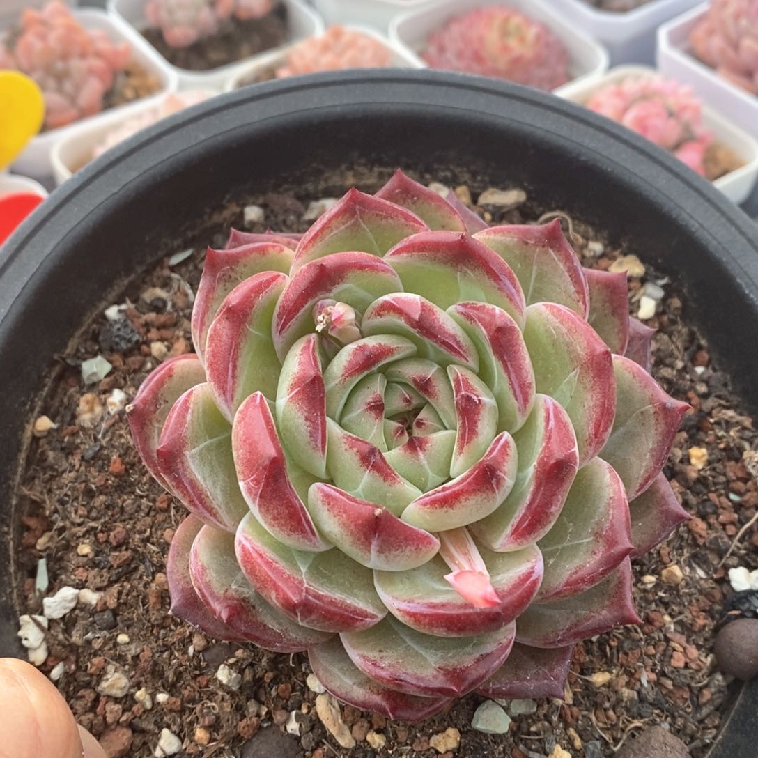 精品多肉一物一拍不包整11