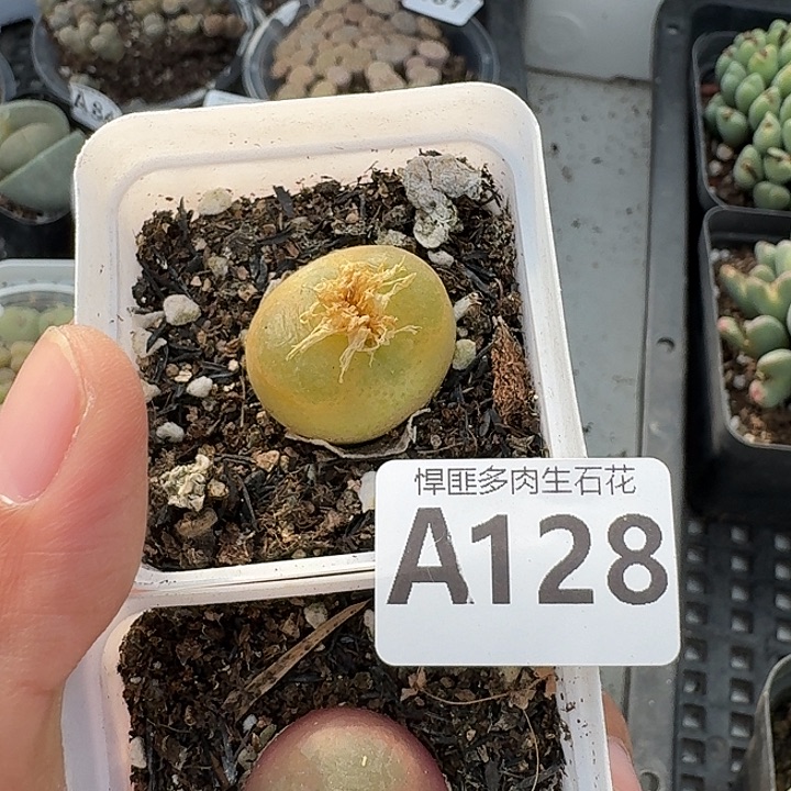128多肉植物多肉植物