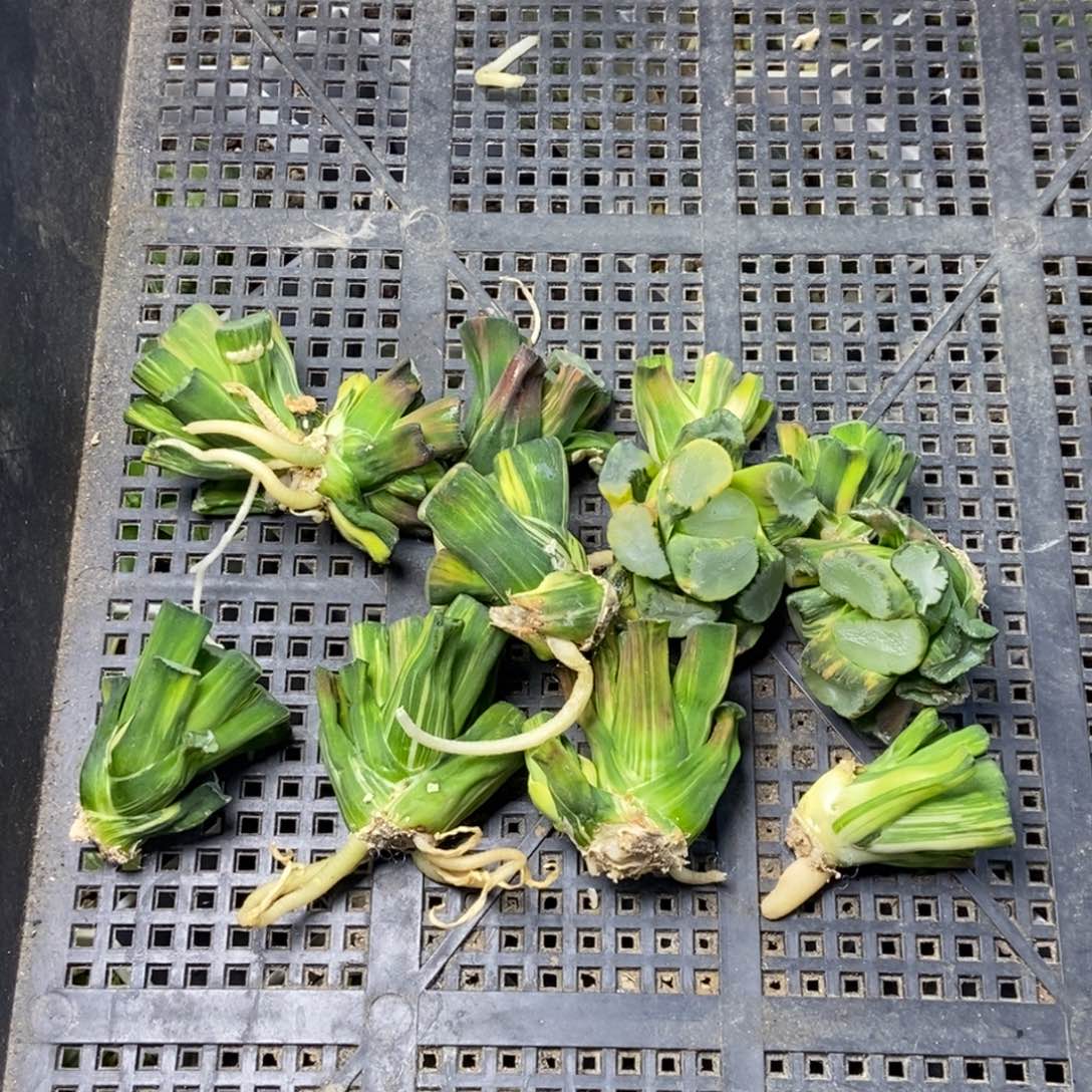 山***意是是是是是是是是是寿