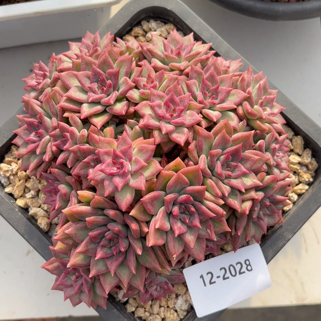 2028竹音美人多肉植物