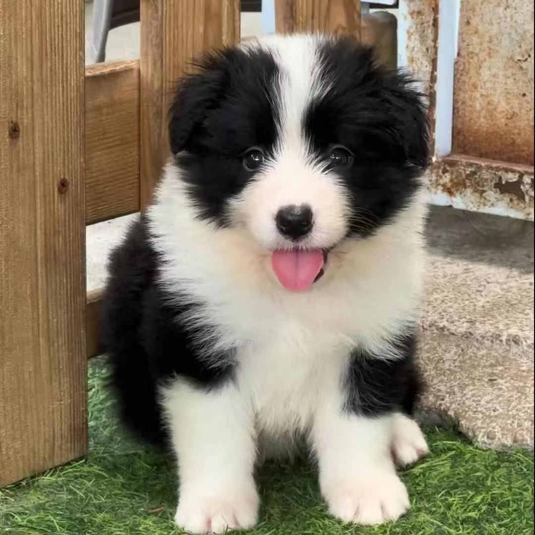 边牧狗狗幼犬聪明边境牧羊犬双色黑白宠物狗可爱陨石