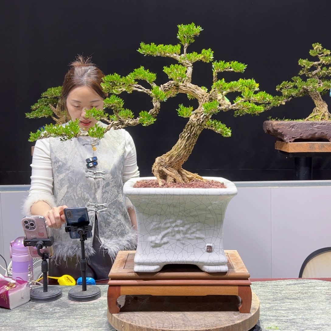 四季常青老桩黄杨盆景